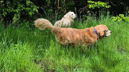 LE GOLDEN RETRIEVER