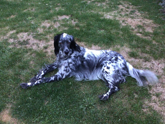 SETTER ANGLAIS