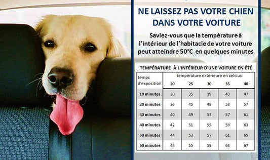 DANGERS DU CHIEN DANS UNE VOITURE