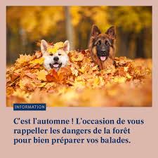 GLANDS ET CHATAIGNES : TOXIQUE POUR LES CHIENS