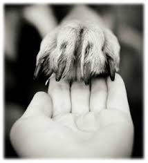 DECES DE MON CHIEN ET ADOPTION