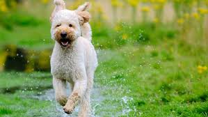 LE LABRADOODLE