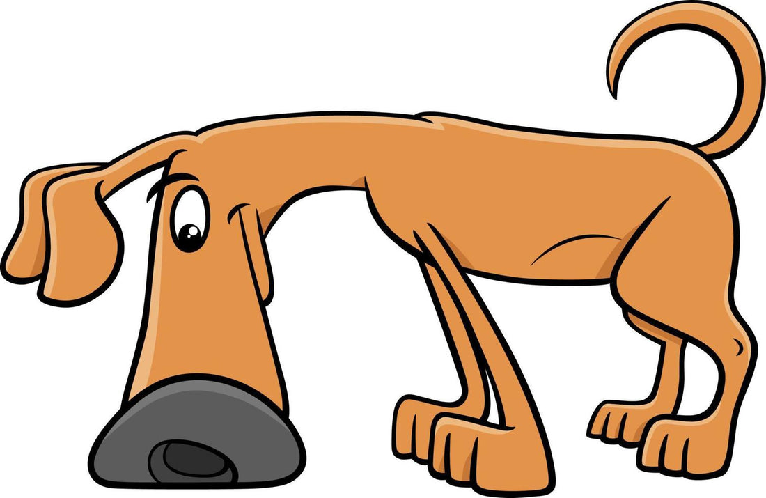 LE CHIEN LIT DANS L'AIR