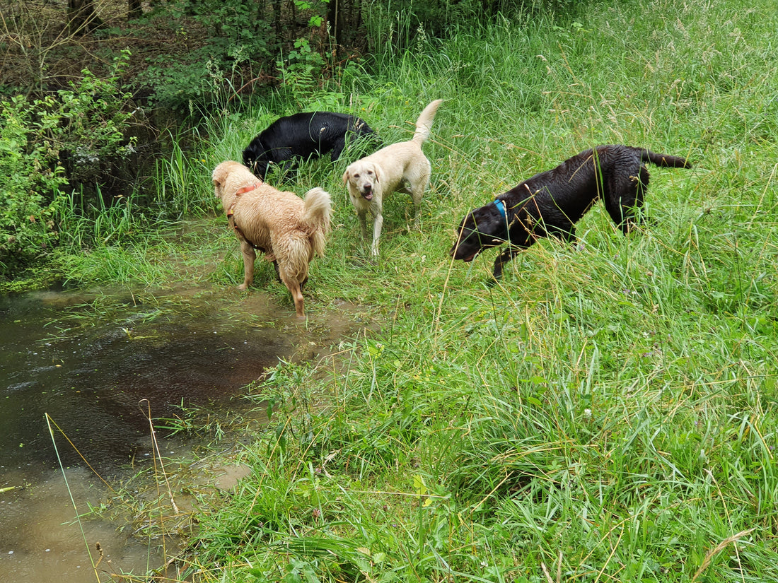 POEME PROMENADE AVEC VOTRE CHIEN
