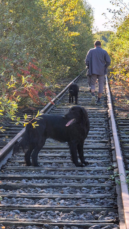 BALADES AVEC MON CHIEN