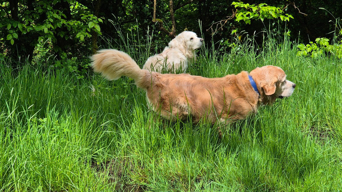 LE GOLDEN RETRIEVER