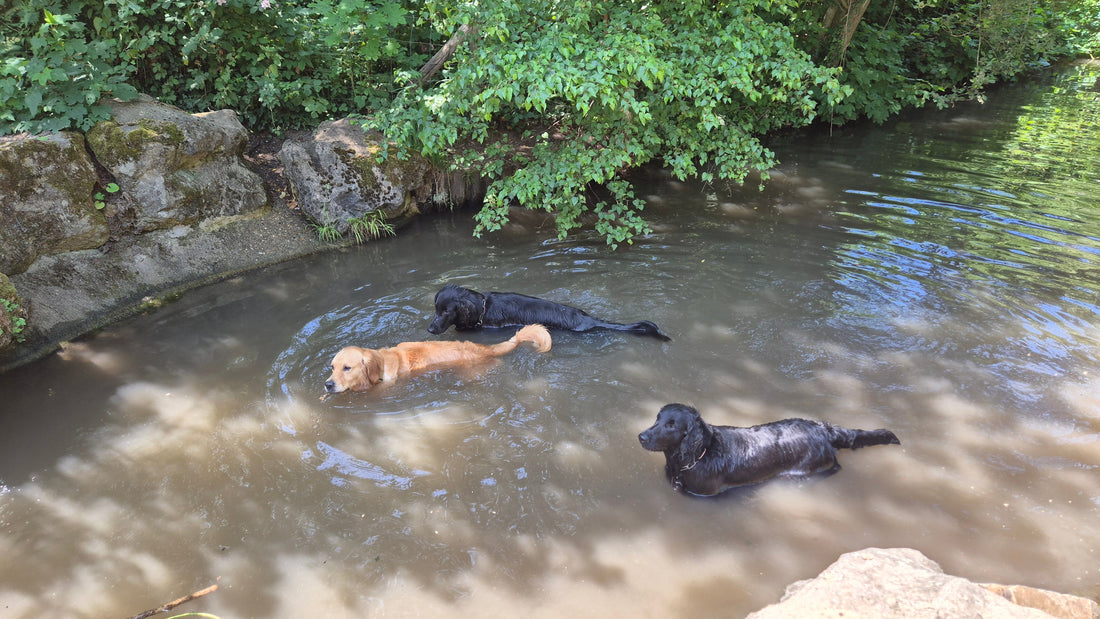 MON CHIEN AIME L'EAU