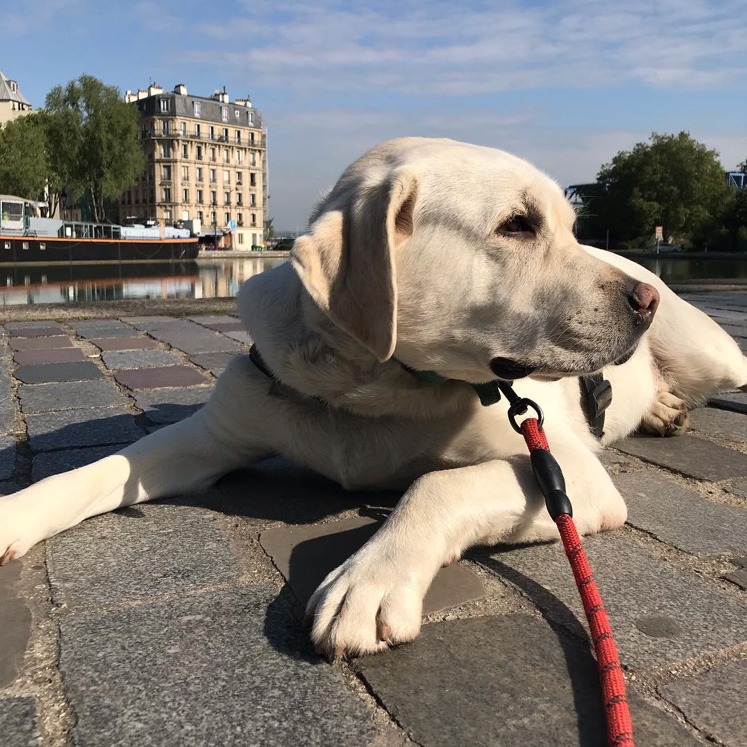 LE CHIEN A PARIS