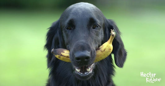 LES AVANTAGES DE LA BANANE DANS L'ALIMENTATION CANINE