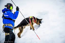 AIDER OU SECOURIR : LA MISSION DES CHIENS D'AVALANCHE