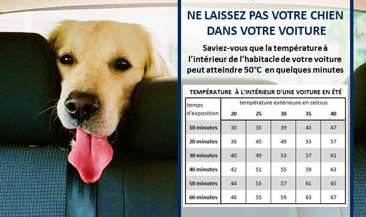 DANGERS DU CHIEN DANS UNE VOITURE