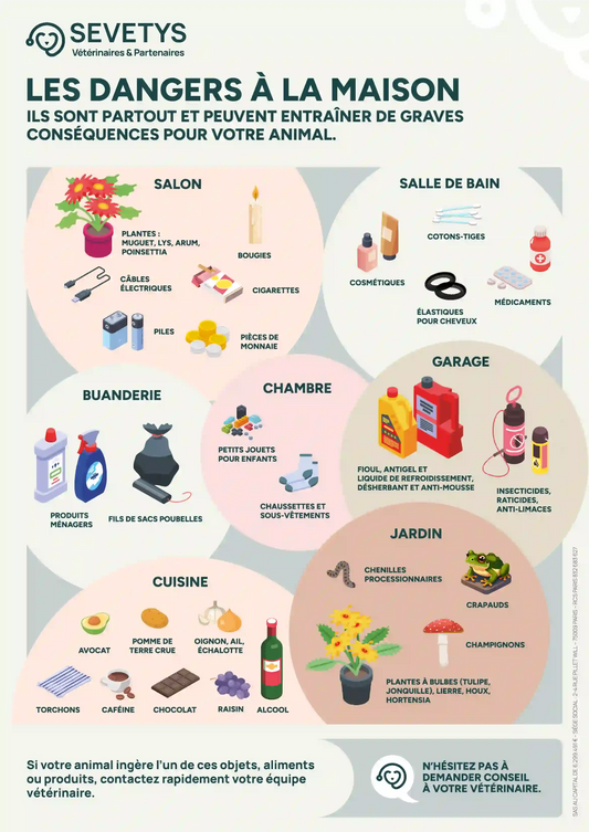 ACCIDENTS DOMESTIQUES : RISQUES INSOUPCONNES POUR LES CHIENS