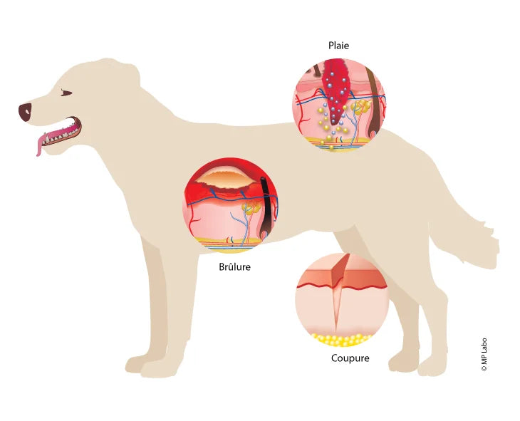 SOIGNEZ DES PLAIES SUPERFICIELLES SUR UN CHIEN