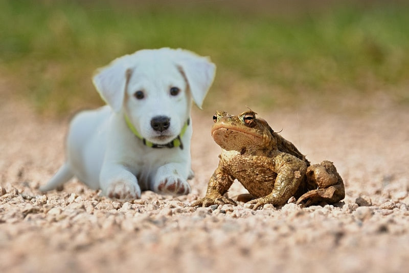 CRAPAUDS TOXIQUES POUR LES CHIENS