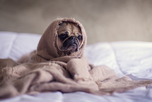 LE CHIEN FACE AU FROID EN HIVER