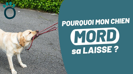 MON CHIEN MORD SA LAISSE