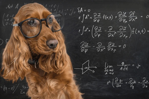VOTRE CHIEN MATHEMATICIEN