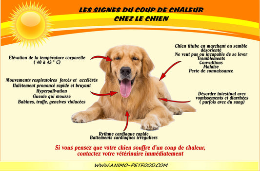 LA CHALEUR ET LE CHIEN