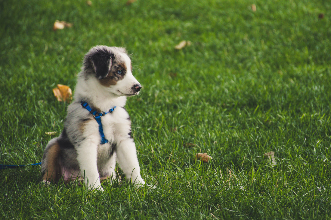 Apprendre à bien promener son chien en laisse