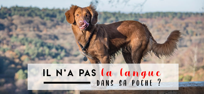 POURQUOI MON CHIEN ME LECHE T-IL ?