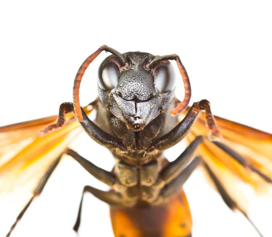 REAGIR EN CAS DE PIQÛRES D'ABEILLE CHEZ LE CHIEN