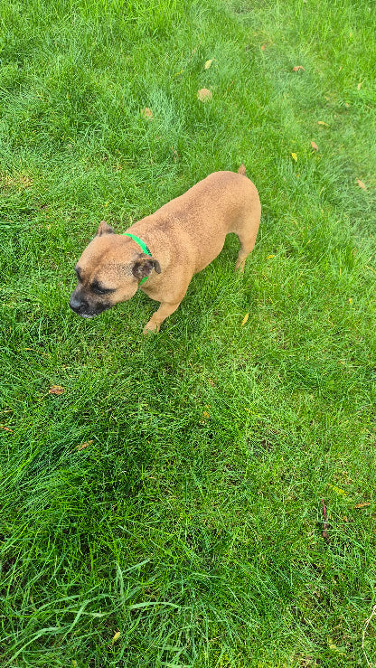 LE STAFFIE (Staffordshire Bull Terrier)