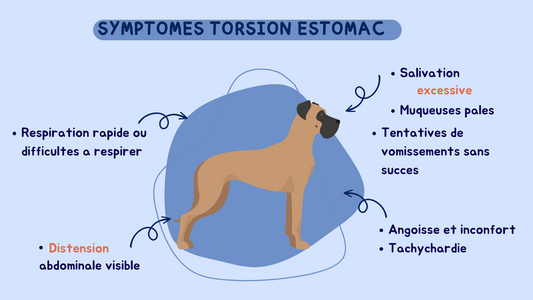 LA TORSION DE L'ESTOMAC DU CHIEN