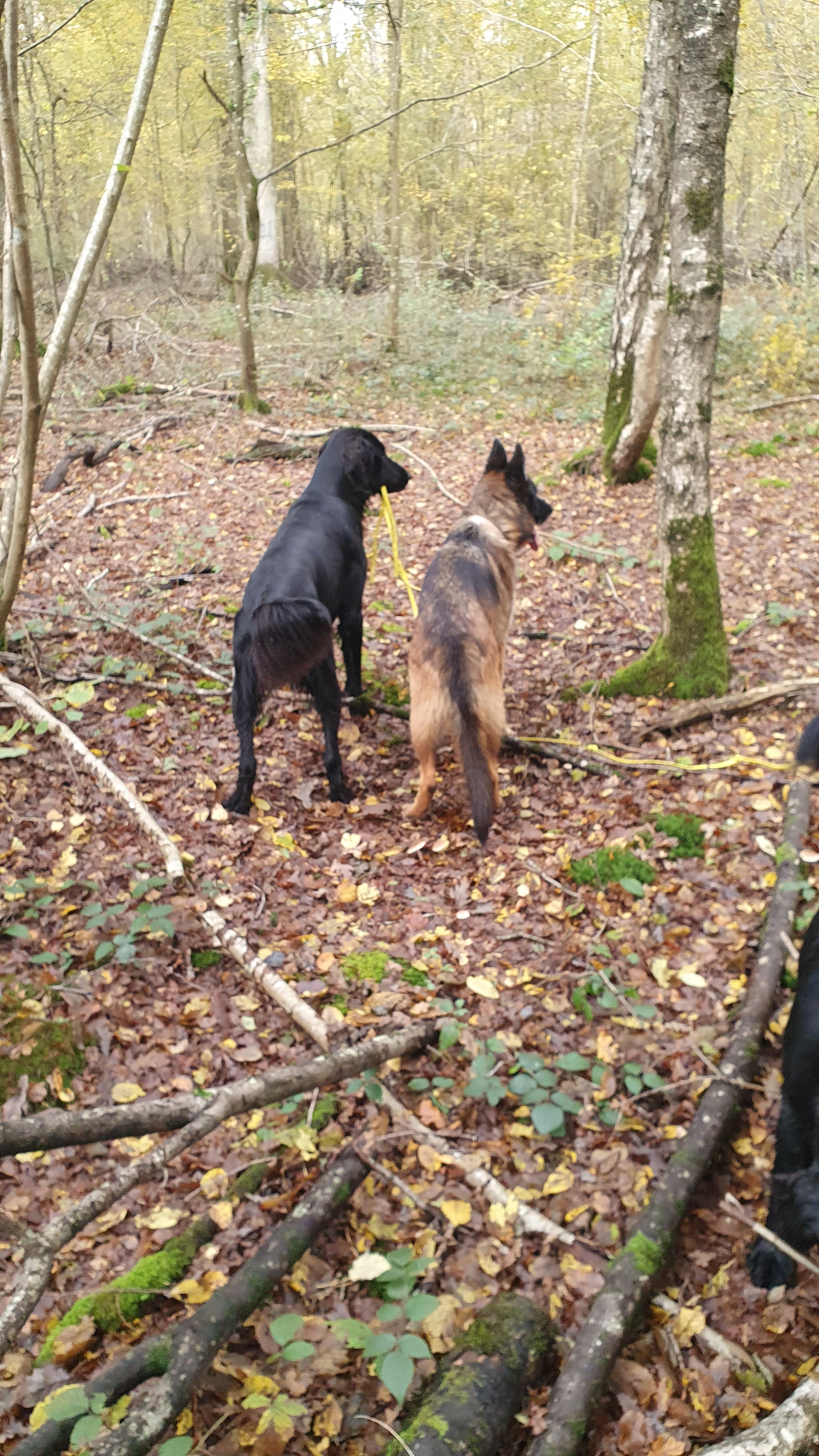 Promenade de chiens en fôret