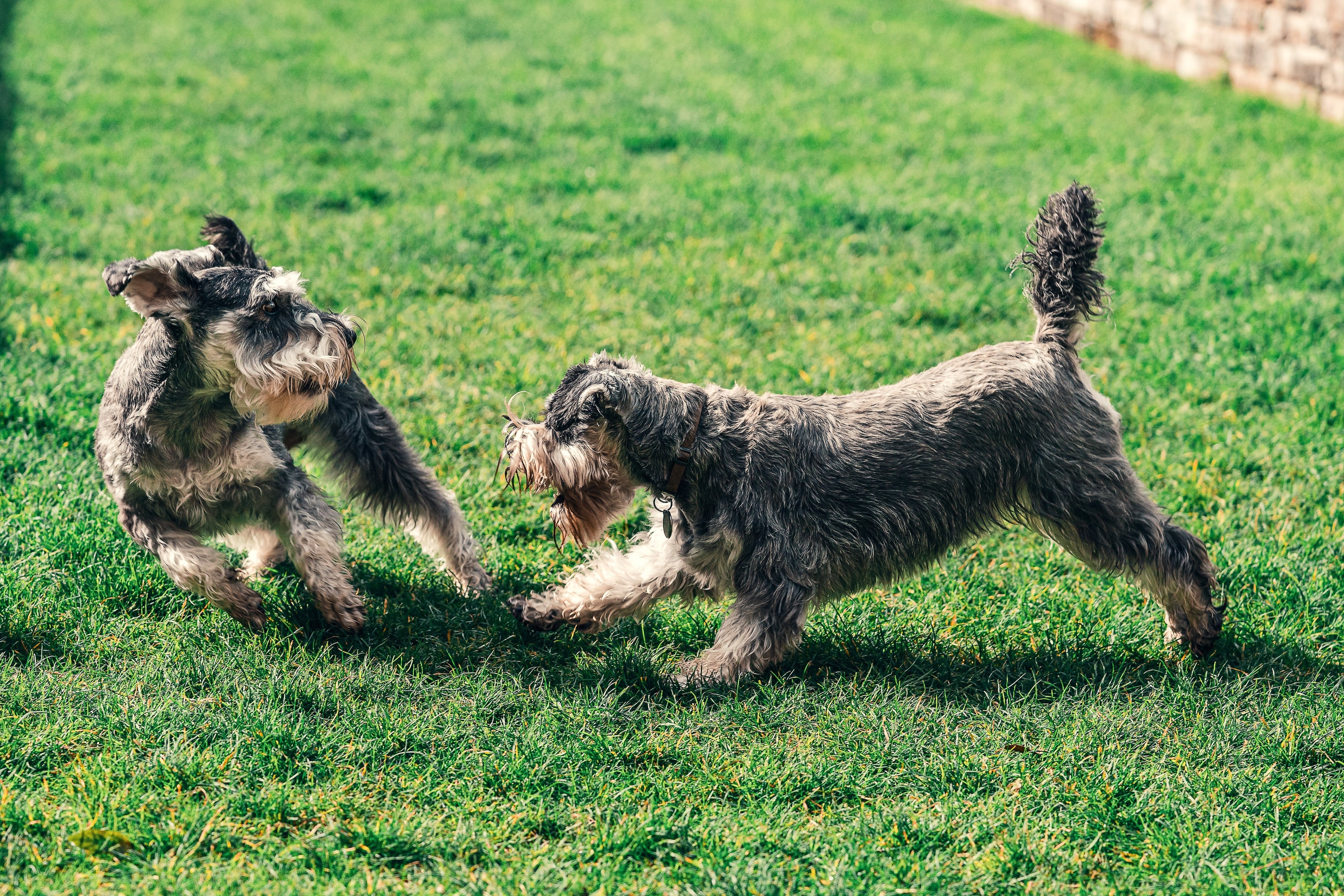 Deux chiens jouant dans l'herbe