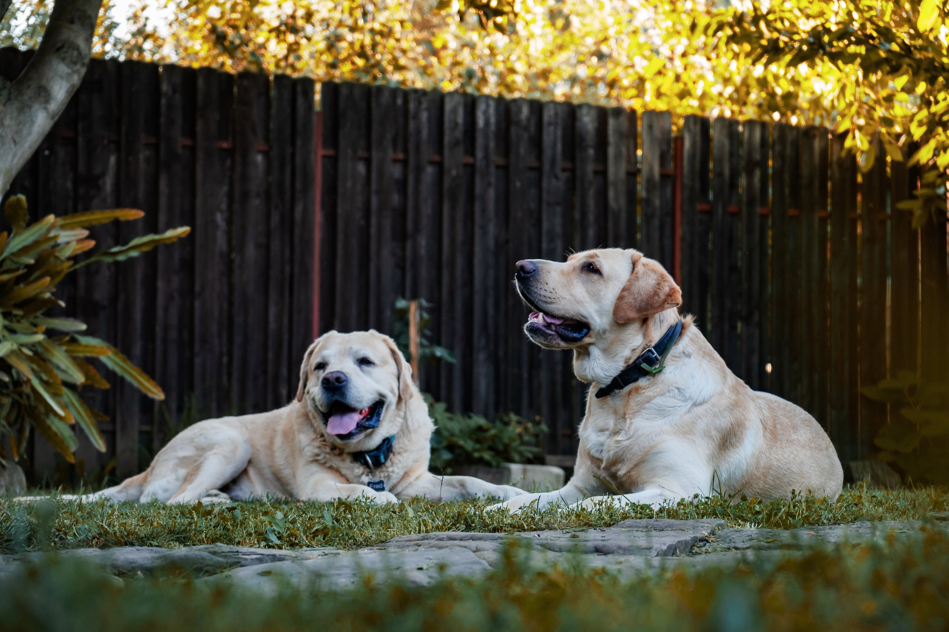 Deux chiens couchés dans l'herbe