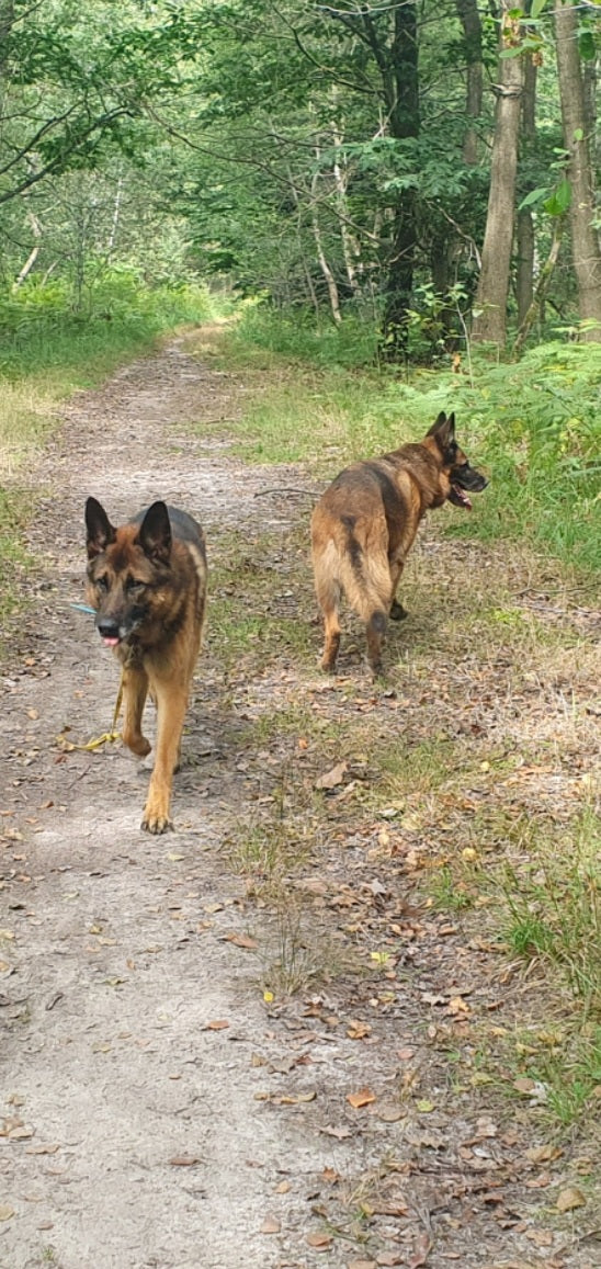 Chiens en promenade dans les bois