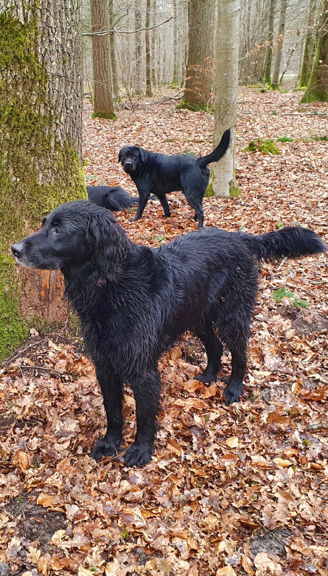 Chiens en promenade dans les bois