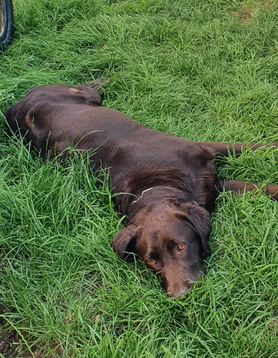 Chien se roulant dans l'herbe