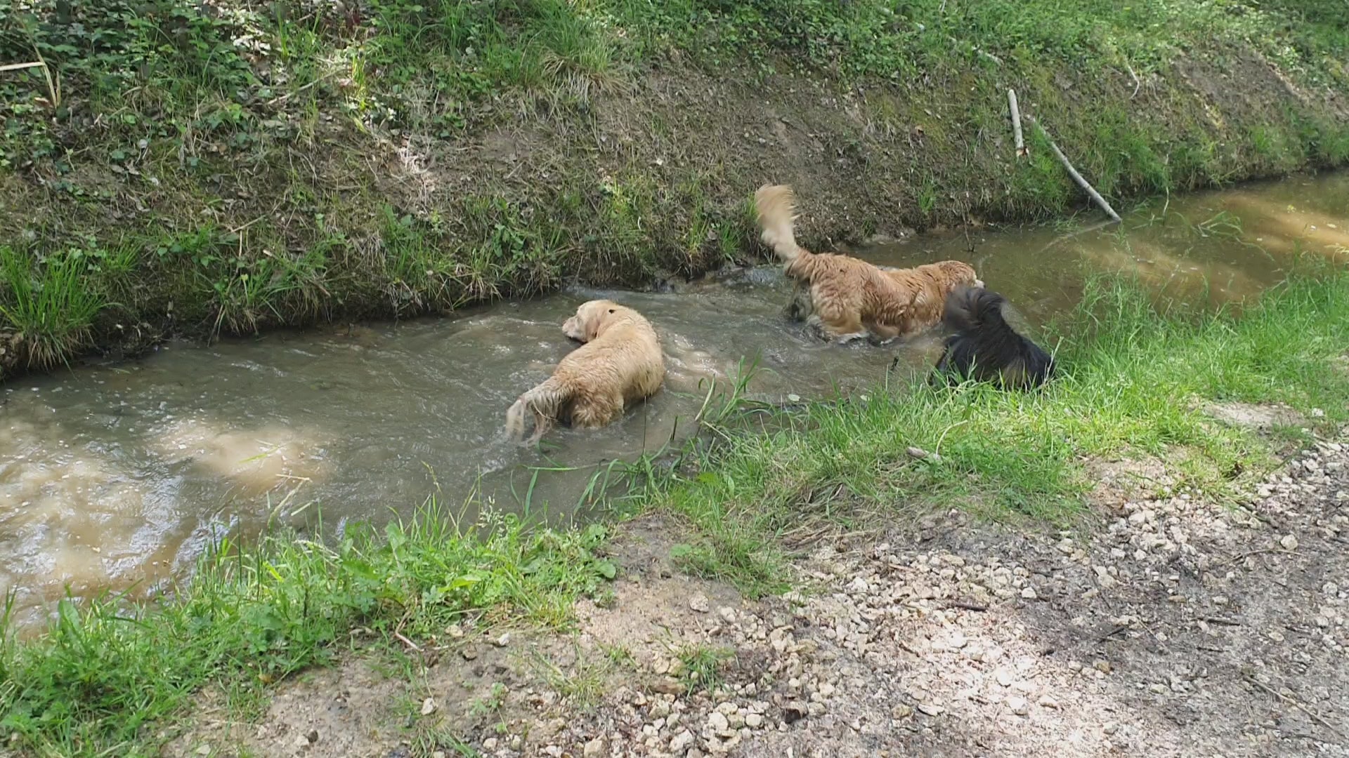 Load video: Chiens en promenade dans les bois