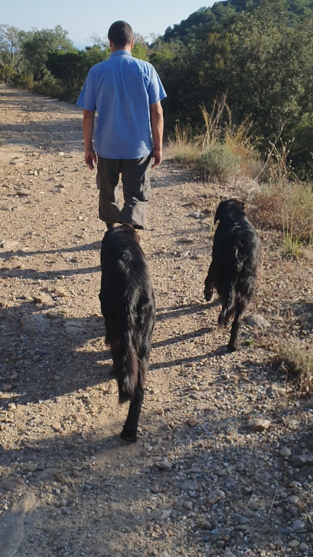 Load video: vidéo de chiens en train de jouer